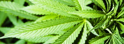 cannabis_leaves--hero_image_2.jpg